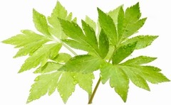 �����t�̉摜